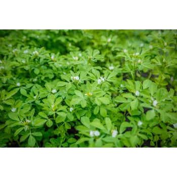 Fresh Dried Fenugreek Leaves